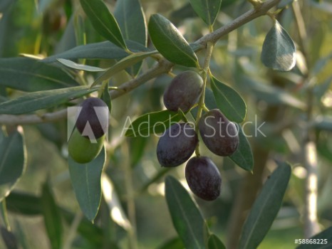 Bild på olive nere
